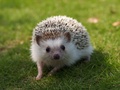 Hedgehog - random photo