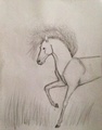 Horse - animals fan art