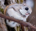 Japanese Dwarf Flying Squirrel - animals photo