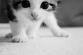 Kitten - random photo
