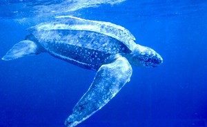  Leatherback Sea penyu, kura-kura