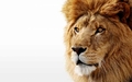 Lion - animals photo