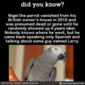 Nigel the Parrot - animals fan art