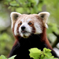 Red Panda - animals photo