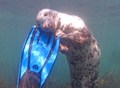 Seal - random photo