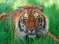 South China Tiger - random photo