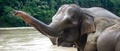 Sumatran Elephant - animals photo