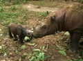 Sumatran Rhinos - animals photo