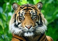 Sumatran Tiger - random photo