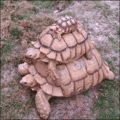 Turtles - random photo