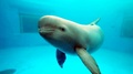 Yangtze Finless Porpoise - animals photo
