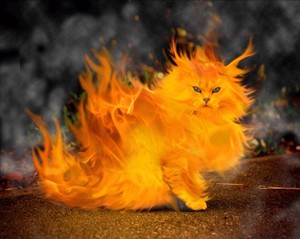 cat fire art 855166