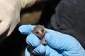 Baby Mouse Lemur - animals photo