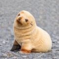 Baby Seal - animals photo
