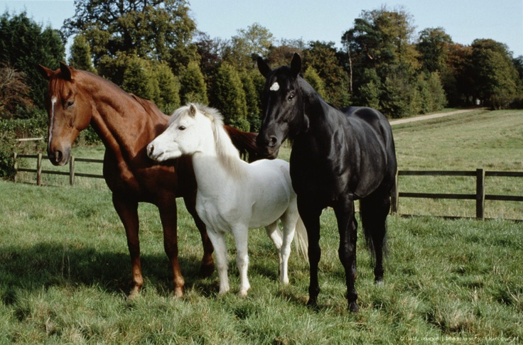 Black-Beauty-1994-Still-horses-39897510-736-486.jpg