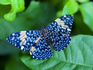  Blue papillon
