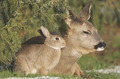 Bunny and Deer - animals photo