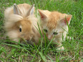 Bunny and Kitten - animals photo