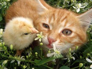 Cat and Chick