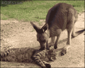  Cat and kangaroo, kangaruu