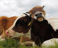 Cows - animals photo