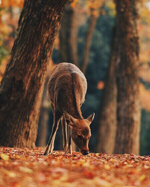  Deer