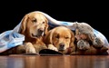 Dogs - dogs photo