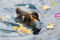Duckling - animals photo