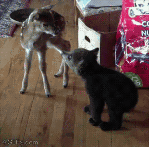 Fawn and Baby Bear