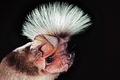 Free Tailed Bat - animals photo