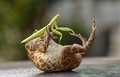 Frog And Mantis - animals photo