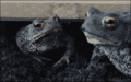 Frogs - random photo