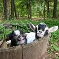 Goat and Pig - animals photo