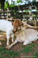 Goats - animals photo