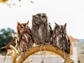 Owls - animals photo