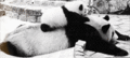 Pandas - random photo