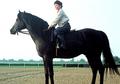 The Black Stallion (1979) Still - horses photo