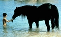 The Black Stallion (1979) Still - horses photo