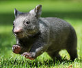 Wombat - animals photo