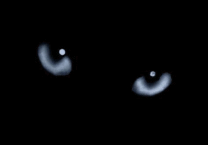  Glowing Cat s Eyes