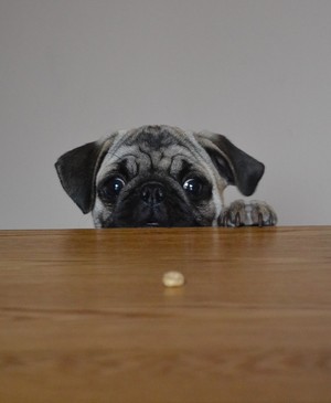  Boo The Pug and a Cheerio