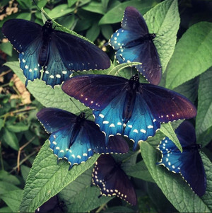 borboletas