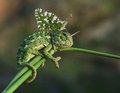 Chameleon and Butterfly - animals photo