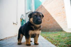  Cute pup