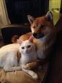 Dog and Cat - random photo