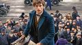 Film Hd Fantastic Beasts And Where To Find Them