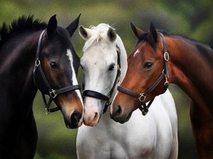  Horses