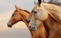 Horses - animals photo