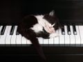 piano - Kitten on a Piano wallpaper