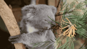  Koala and तितली